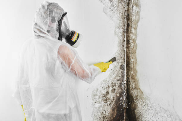 Best Attic Mold Removal  in Highwood, IL