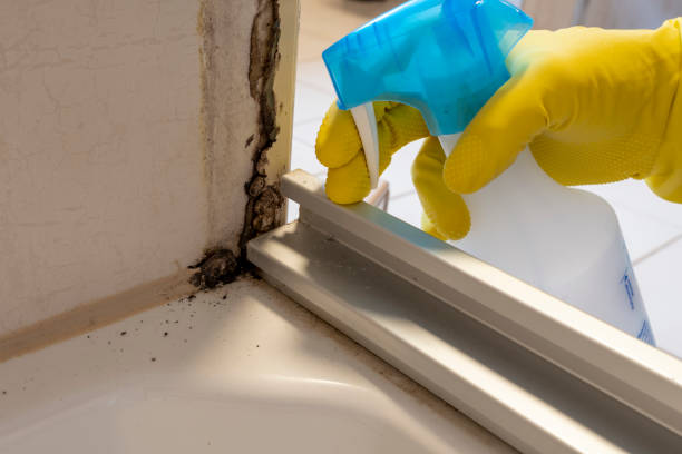 Why You Should Choose Our Mold Remediation Services in Highwood, IL