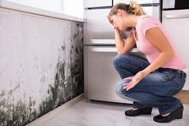 Best Emergency Mold Remediation  in Highwood, IL